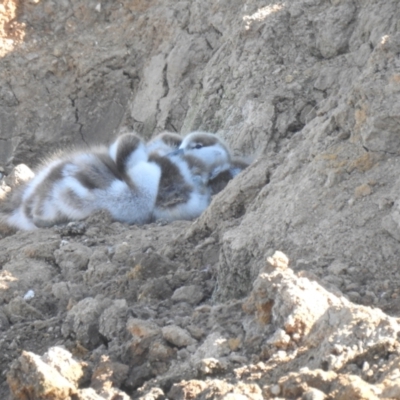 Tadorna tadornoides (Australian Shelduck) at Bungendore, NSW - 23 Sep 2021 by Liam.m