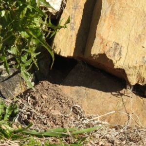 Pardalotus punctatus at Carwoola, NSW - suppressed