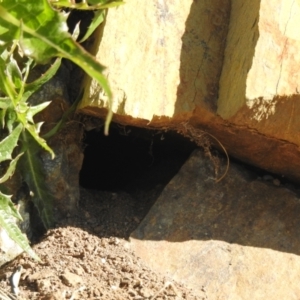 Pardalotus punctatus at Carwoola, NSW - suppressed