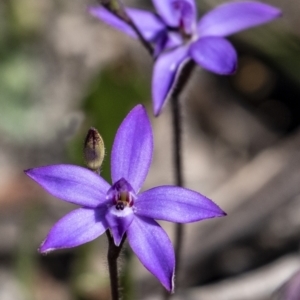 Glossodia minor at Bundanoon, NSW - suppressed