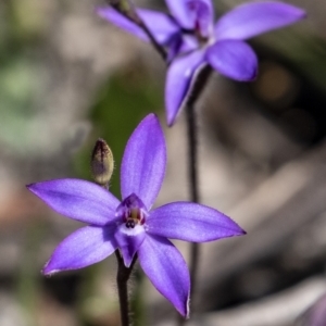 Glossodia minor at Bundanoon, NSW - 19 Sep 2021