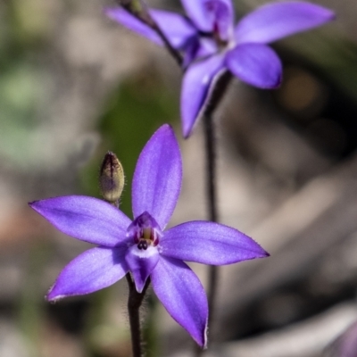 Glossodia minor (Small Wax-lip Orchid) at Bundanoon, NSW - 19 Sep 2021 by Aussiegall
