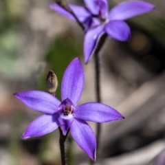 Glossodia minor (Small Wax-lip Orchid) at Morton National Park - 19 Sep 2021 by Aussiegall