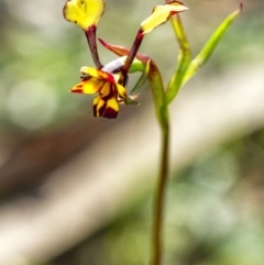 Diuris pardina (Leopard Doubletail) at Penrose, NSW - 23 Sep 2021 by Aussiegall