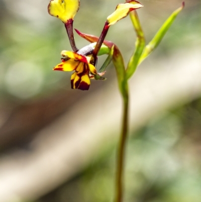 Diuris pardina (Leopard Doubletail) at Penrose - 23 Sep 2021 by Aussiegall
