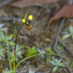 Diuris pardina at Penrose, NSW - suppressed
