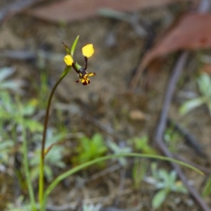 Diuris pardina at Penrose, NSW - 23 Sep 2021