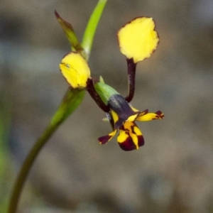 Diuris pardina at Penrose, NSW - 23 Sep 2021