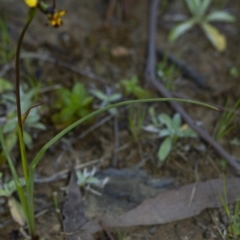 Diuris pardina at Penrose, NSW - 23 Sep 2021