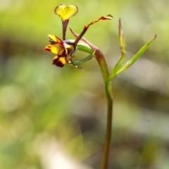 Diuris pardina at Penrose, NSW - 23 Sep 2021