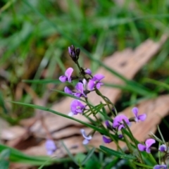 Glycine clandestina (Twining Glycine) at Holt, ACT - 21 Sep 2021 by Kurt