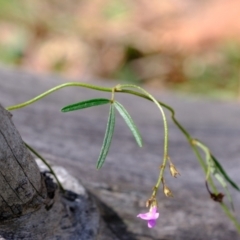 Glycine clandestina at Holt, ACT - 21 Sep 2021 12:07 PM