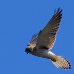 Falco cenchroides (Nankeen Kestrel) at Molonglo River Reserve - 21 Sep 2021 by Kurt