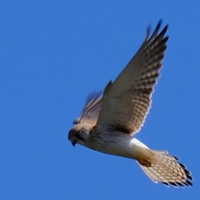 Falco cenchroides (Nankeen Kestrel) at Molonglo River Reserve - 21 Sep 2021 by Kurt