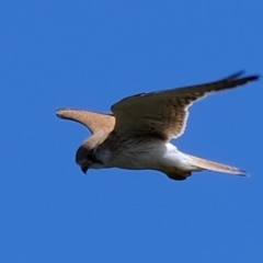 Falco cenchroides at Holt, ACT - 21 Sep 2021