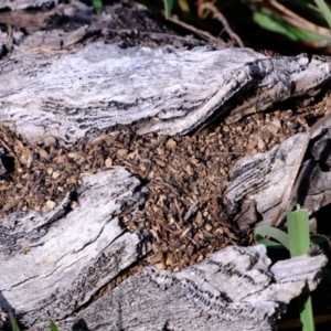 Papyrius sp. (genus) at Holt, ACT - suppressed