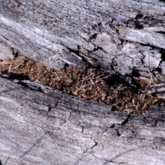 Papyrius sp. (genus) at Holt, ACT - 21 Sep 2021