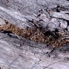 Papyrius sp. (genus) at Holt, ACT - suppressed