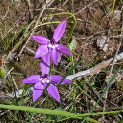 Glossodia major (Wax Lip Orchid) at Albury, NSW - 23 Sep 2021 by Darcy