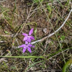 Glossodia major at Albury, NSW - 23 Sep 2021