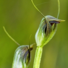Pterostylis pedunculata (Maroonhood) at Penrose, NSW - 23 Sep 2021 by Aussiegall