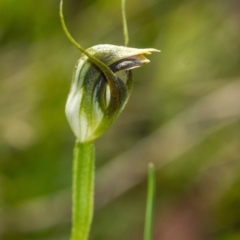 Pterostylis pedunculata at Penrose, NSW - suppressed