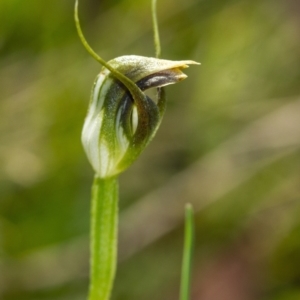 Pterostylis pedunculata at Penrose, NSW - 23 Sep 2021