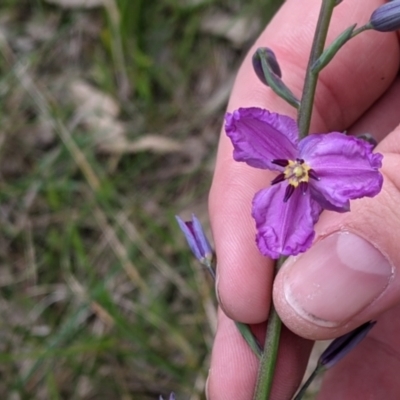 Arthropodium strictum (Chocolate Lily) at Nail Can Hill - 23 Sep 2021 by Darcy