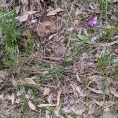 Arthropodium strictum at Albury, NSW - 23 Sep 2021