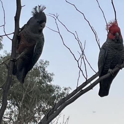 Callocephalon fimbriatum (Gang-gang Cockatoo) at Narrabundah, ACT - 23 Sep 2021 by Brentf