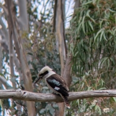 Dacelo novaeguineae (Laughing Kookaburra) at Albury - 23 Sep 2021 by Darcy