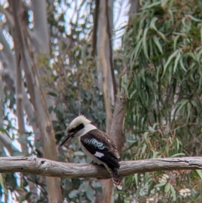 Dacelo novaeguineae (Laughing Kookaburra) at Albury, NSW - 23 Sep 2021 by Darcy