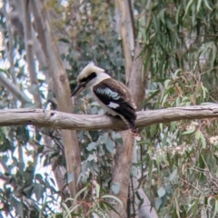 Dacelo novaeguineae at Albury, NSW - 23 Sep 2021