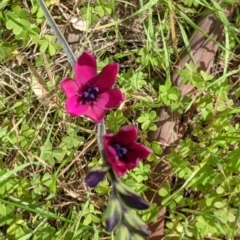 Ixia maculata (Spotted African Corn Lily, Yellow Ixia) at Albury, NSW - 23 Sep 2021 by Darcy