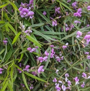 Glycine clandestina at Albury, NSW - 23 Sep 2021 12:50 PM