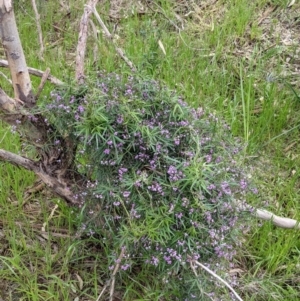 Glycine clandestina at Albury, NSW - 23 Sep 2021 12:50 PM