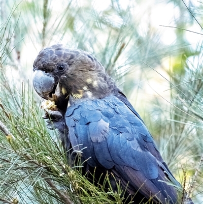 Calyptorhynchus lathami lathami (Glossy Black-Cockatoo) at Wingecarribee Local Government Area - 22 Sep 2021 by Aussiegall