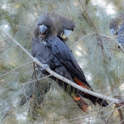 Calyptorhynchus lathami (Glossy Black-Cockatoo) at Penrose - 22 Sep 2021 by Aussiegall