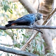 Calyptorhynchus lathami lathami at Penrose, NSW - 22 Sep 2021