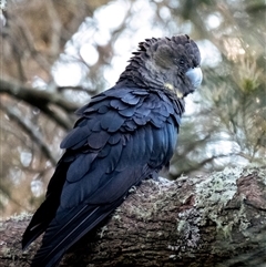 Calyptorhynchus lathami lathami at Penrose, NSW - 22 Sep 2021