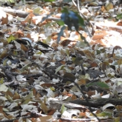 Neosericornis citreogularis (Yellow-throated Scrubwren) at Maleny, QLD - 19 Dec 2019 by Liam.m