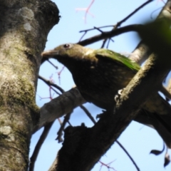 Ailuroedus crassirostris (Green Catbird) at Maleny, QLD - 19 Dec 2019 by Liam.m