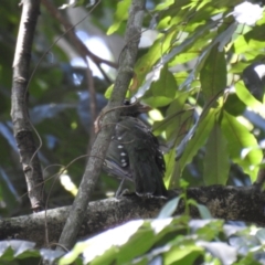 Ailuroedus crassirostris at Maleny, QLD - 19 Dec 2019