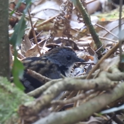 Orthonyx temminckii (Australian Logrunner) at O'Reilly, QLD - 3 Jan 2020 by Liam.m