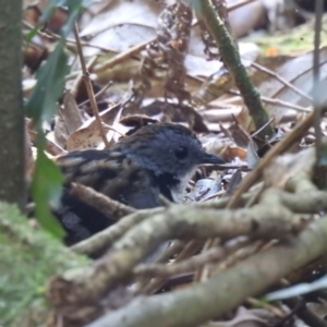 Orthonyx temminckii at O'Reilly, QLD - 3 Jan 2020