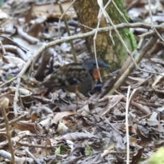 Orthonyx temminckii at O'Reilly, QLD - 3 Jan 2020