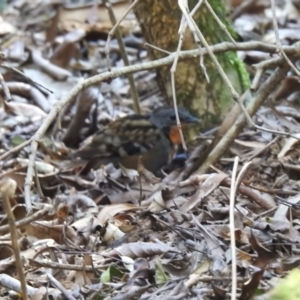 Orthonyx temminckii at O'Reilly, QLD - 3 Jan 2020