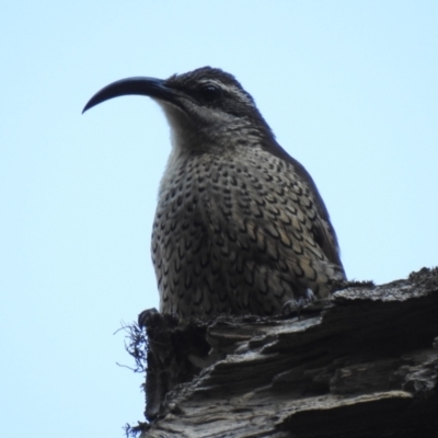 Ptiloris paradiseus (Paradise Riflebird) at Lamington National Park - 3 Jan 2020 by Liam.m