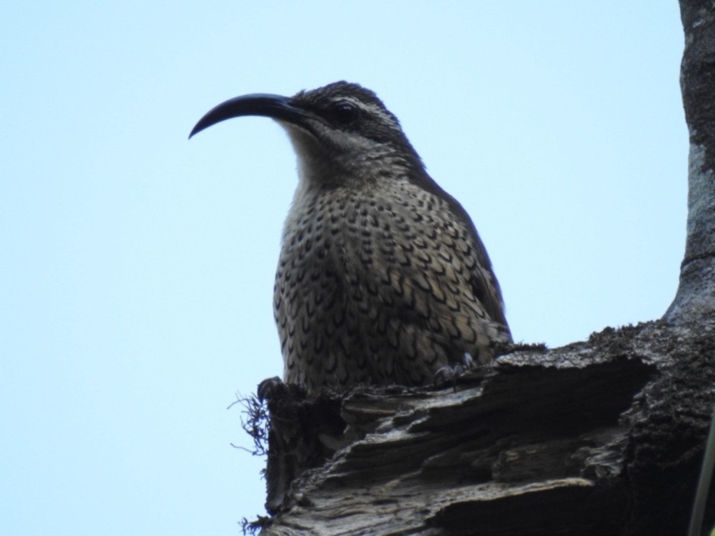 Ptiloris paradiseus at O'Reilly, QLD - 3 Jan 2020