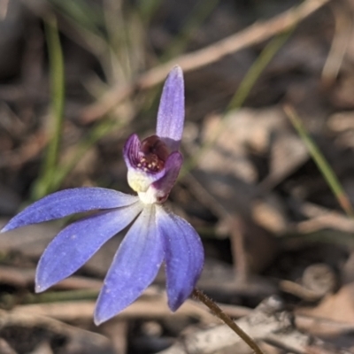 Cyanicula caerulea (Blue Fingers, Blue Fairies) at Currawang, NSW - 23 Sep 2021 by camcols